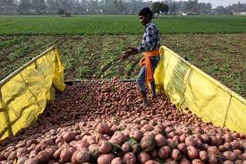 India Partners with International Potato Center