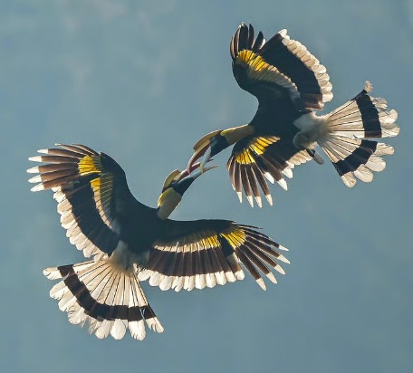 India’s First Hornbill Conservation Centre