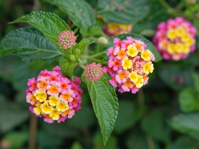 Lantana Camara Invasion in Himachal Pradesh