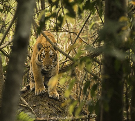 Assam’s Kaziranga Achieves World’s Third-Highest Tiger Density
