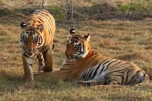Odisha Plans to Introduce Tigers in Debrigarh Wildlife Sanctuary