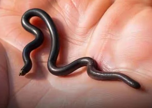 World’s Smallest Snake Rediscovered: Barbados Threadsnake Returns After Decades