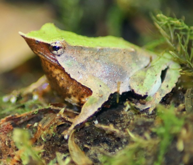 Chile Launches New Conservation Drive to Save Endangered Darwin’s Frog