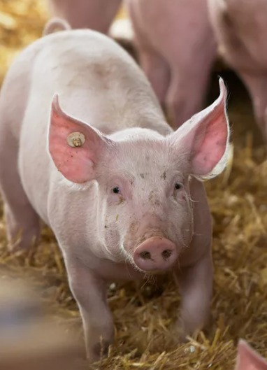 African Swine Fever Outbreak Reported in Patiala