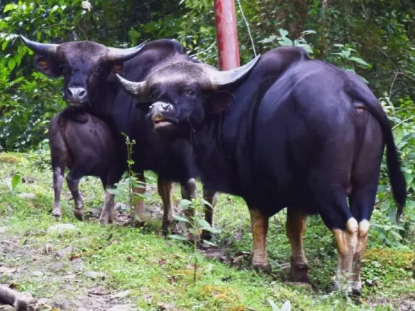 Mithun Conservation Gains Momentum: Push for Inclusion in National Livestock Schemes