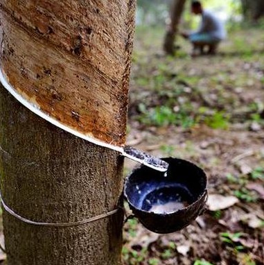 Beetle-Fungus Threat Poses Major Risk to Rubber Plantations in Kerala