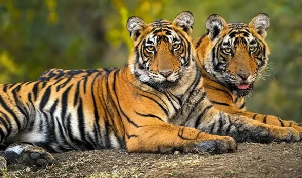 Pilibhit Tiger Reserve: Surge in Tiger Population