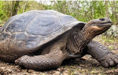 Asian Giant Tortoise Reintroduced in Nagaland: A Boost to India’s Wildlife Conservation Efforts