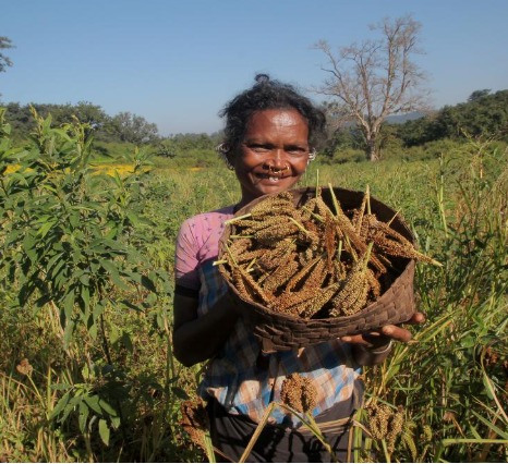 Odisha Launches SOP for Conservation of Traditional Landrace Seeds