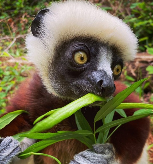 First-Ever Study Reveals Gut Microbiome of Critically Endangered Indri Lemur