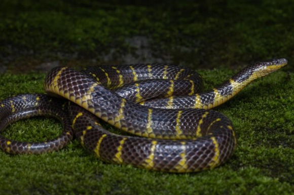 New Species of Rain Snake, Smithophis leptofasciatus, Discovered in Mizoram