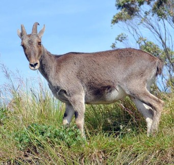 Nilgiri Tahr Numbers Reach 2,668 in 2025 Census