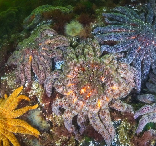 Breakthrough Discovery: Bacterium Behind Sea Star Wasting Disease Identified