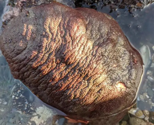 Chiton Teeth Found to Be Harder Than Stainless Steel, Study Reveals