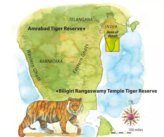 Eviction Notices Issued in Karnataka’s Biligiri Rangaswamy Temple Tiger Reserve