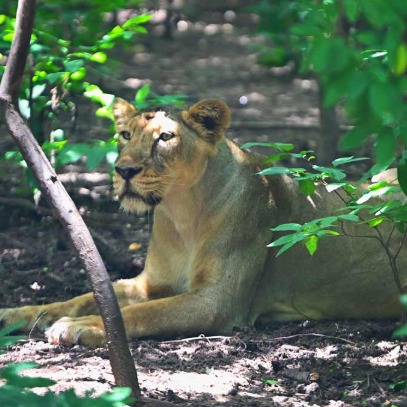 Southern India’s First BSL-3 Laboratory to be Established at Nehru Zoological Park, Hyderabad