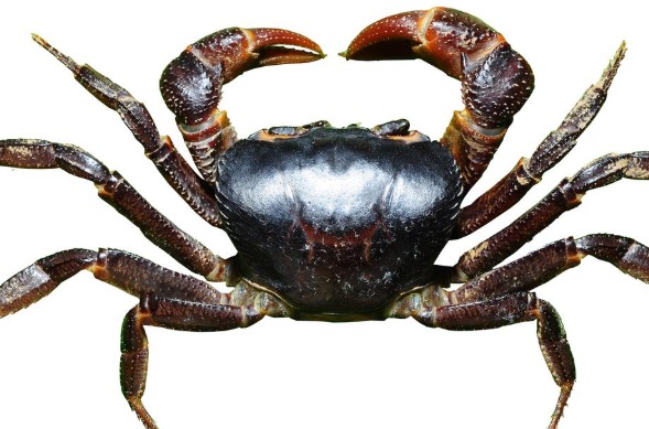 New Genus and Two Freshwater Crab Species Discovered in Kerala’s Western Ghats