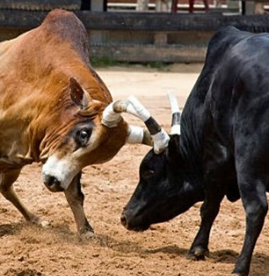 Goa Legislators Demand Legalisation of Traditional Dhirio Bull Fighting