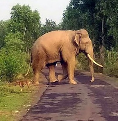 Kerala Tourist Survives Elephant Attack in Karnataka’s Bandipur Tiger Reserve