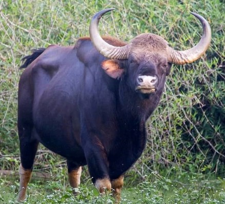 Palamau Tiger Reserve Reports Sharp Decline in Gaur Population
