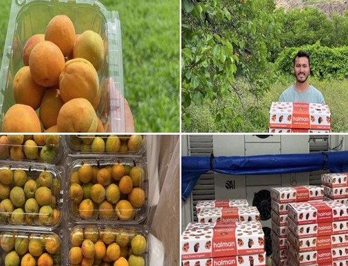 Kargil’s Apricots Make International Debut in Saudi Arabia