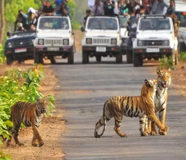 National Green Tribunal Pulls Up Madhya Pradesh Over Darshan Yatra in Bandhavgarh Tiger Reserve
