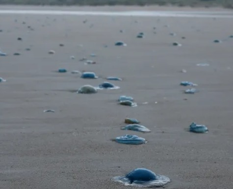 Jellyfish Swarm Forces Temporary Shutdown of French Nuclear Power Plant