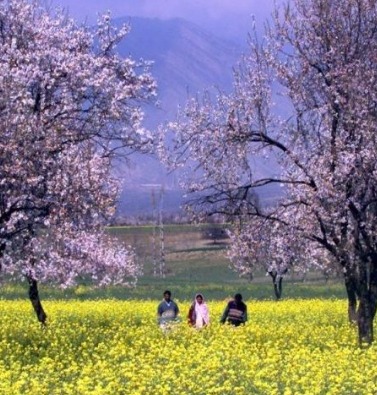 Bumper Almond Harvest Brings Relief to Kashmir Farmers