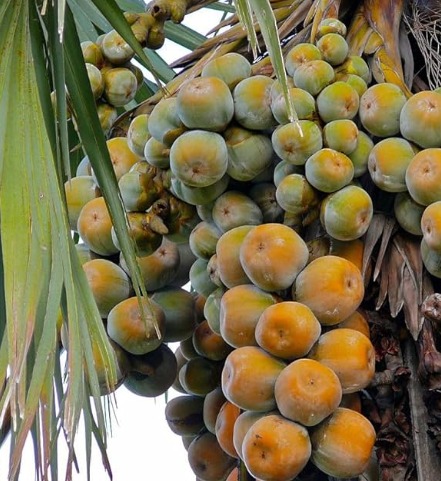 Palmyra Palm Trees in Odisha Prove Lifesavers and Food Providers