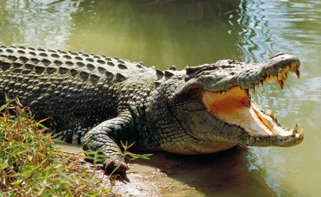 Saltwater Crocodile