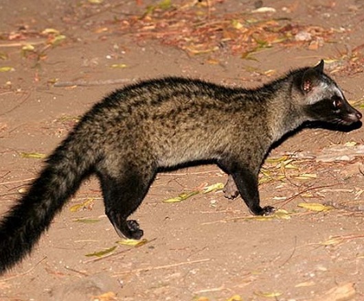 Asian Palm Civet