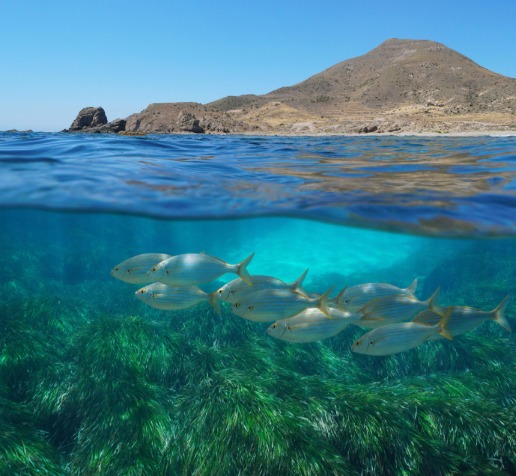 Blue Carbon Ecosystems Gain Global Attention for Climate Mitigation