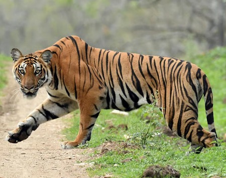 12-Year-Old Tigress Dies in Mudumalai Tiger Reserve