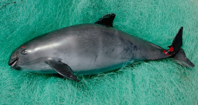 Vaquita Extinction Looms as Gillnet Fishing Threat Persists