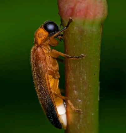 Eight Firefly Species Discovered in Anamalai Tiger Reserve, Tamil Nadu