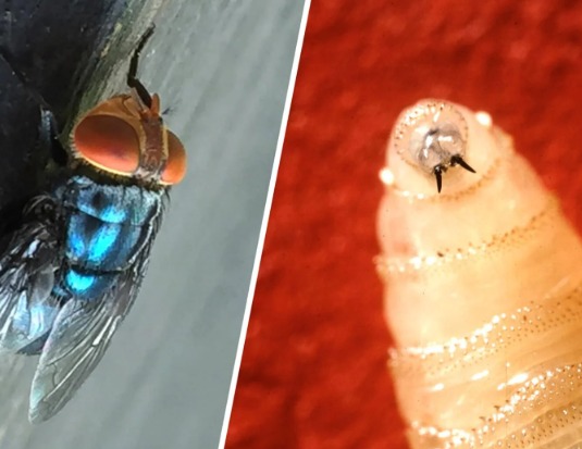 First Human Case of New World Screwworm Reported in the US