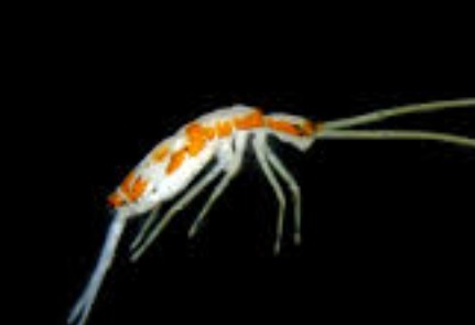 ZSI Discovers Two New Springtail Species in India: Salina aurantiamaculata and Salina pseudomontana