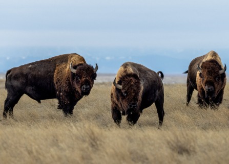 New Database Launched to Restore North America’s Prairies