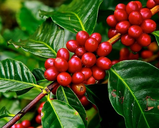 Karnataka Planters Turn to Bordeaux Mixture Amid Crop Loss from Unseasonal Rains