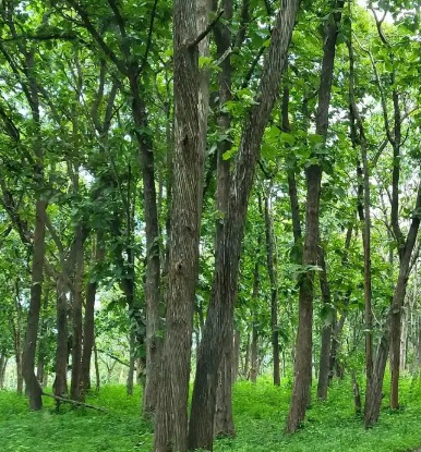 Study Finds Only 17% of Indian Rosewood Habitat Lies in Protected Areas
