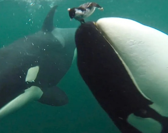 Killer Whales Provisioning Humans