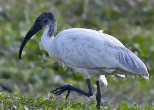 Painted Stork Found Dead at National Zoological Park, Biosecurity Measures Intensified