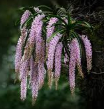 New Orchid Species Gastrochilus pechei Discovered in Arunachal Pradesh