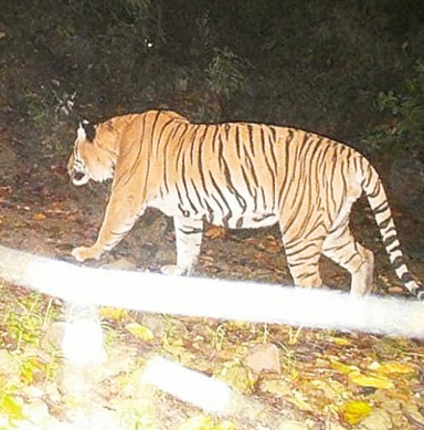 Corbett Tiger Reserve Records Sharp Rise in Tiger Numbers in Latest Survey