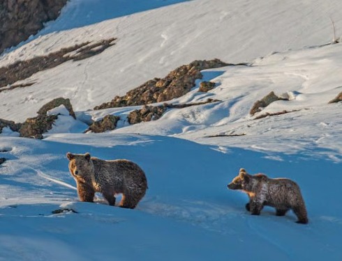 Himalayan Brown Bear Faces Rising Threats Amid Climate Change and Human Encroachment