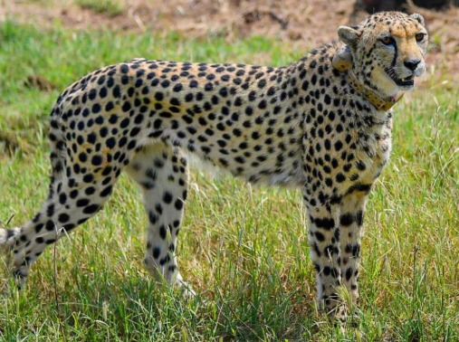 Madhya Pradesh Plans to Introduce Female Cheetah in Gandhi Sagar Wildlife Sanctuary