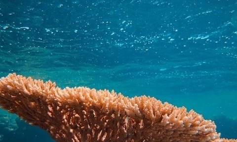 New Deep-Sea Coral Species ‘Iridogorgia chewbacca’ Discovered