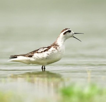 Red-Necked Phalarope Spotted for the First Time at Nanjarayan Sanctuary in Tamil Nadu