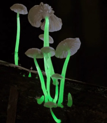 New Edible Mushroom Species Discovered in Meghalaya Forests