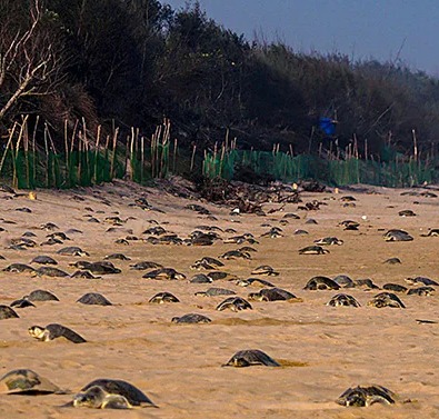 Tamil Nadu Launches Coastal Restoration Mission to Boost Climate Resilience